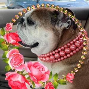 Meet your Posher, Donna